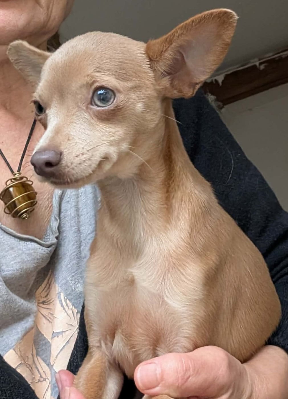 Apollon-Univers du Dieu de la Lumiere