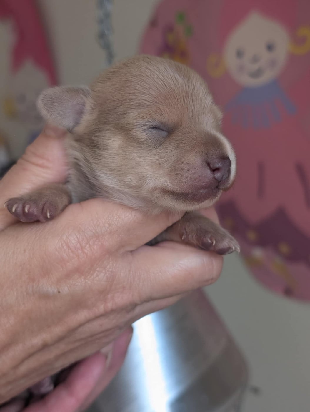 Apollon-Univers du Dieu de la Lumiere