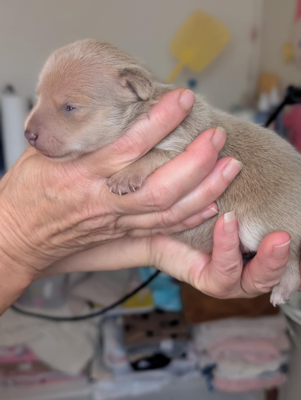 Apollon-Univers du Dieu de la Lumiere