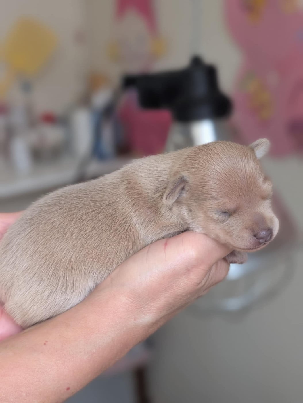 Apollon-Univers du Dieu de la Lumiere
