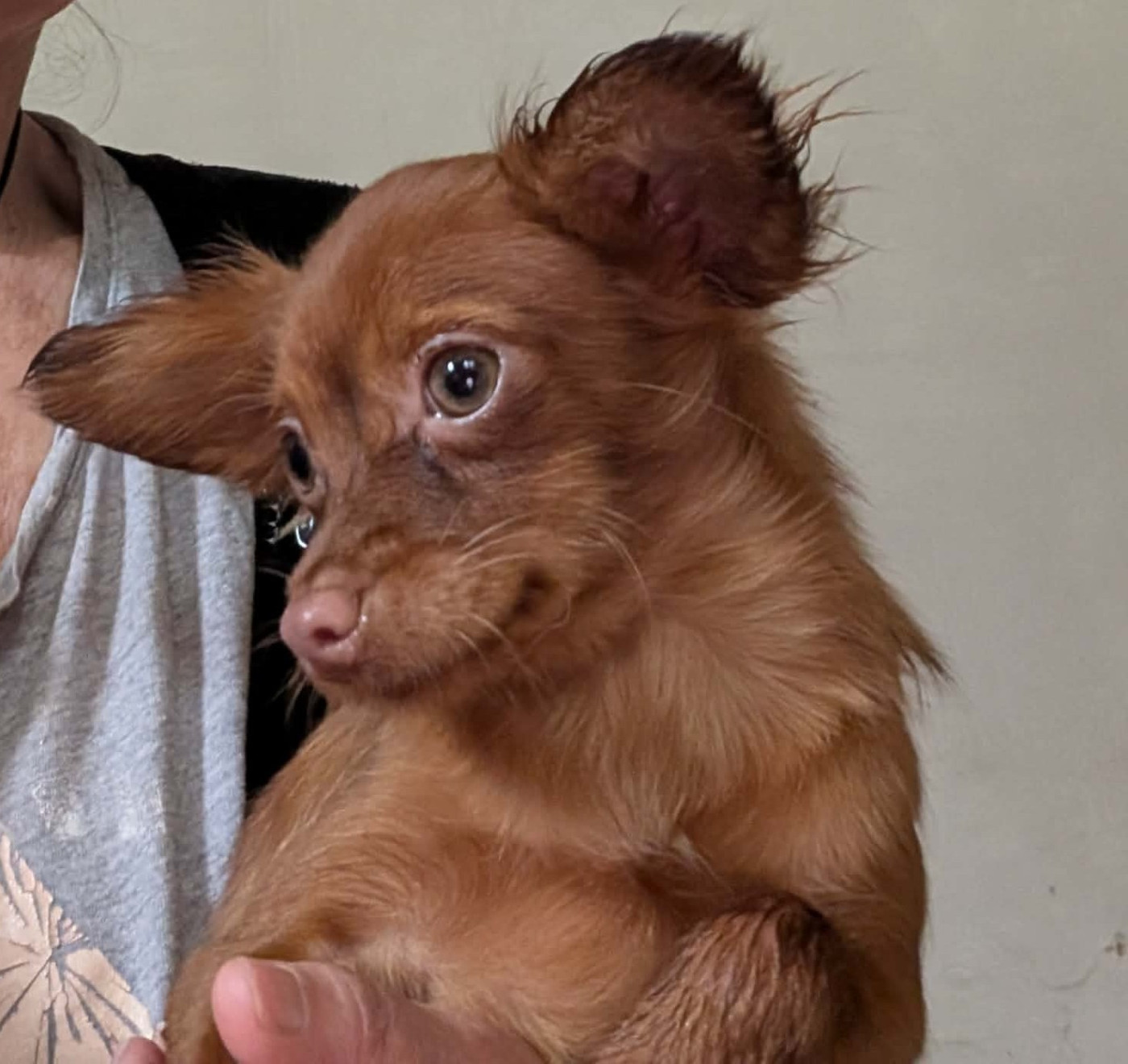 Annouchka-Toupie au Royaume D'ultra