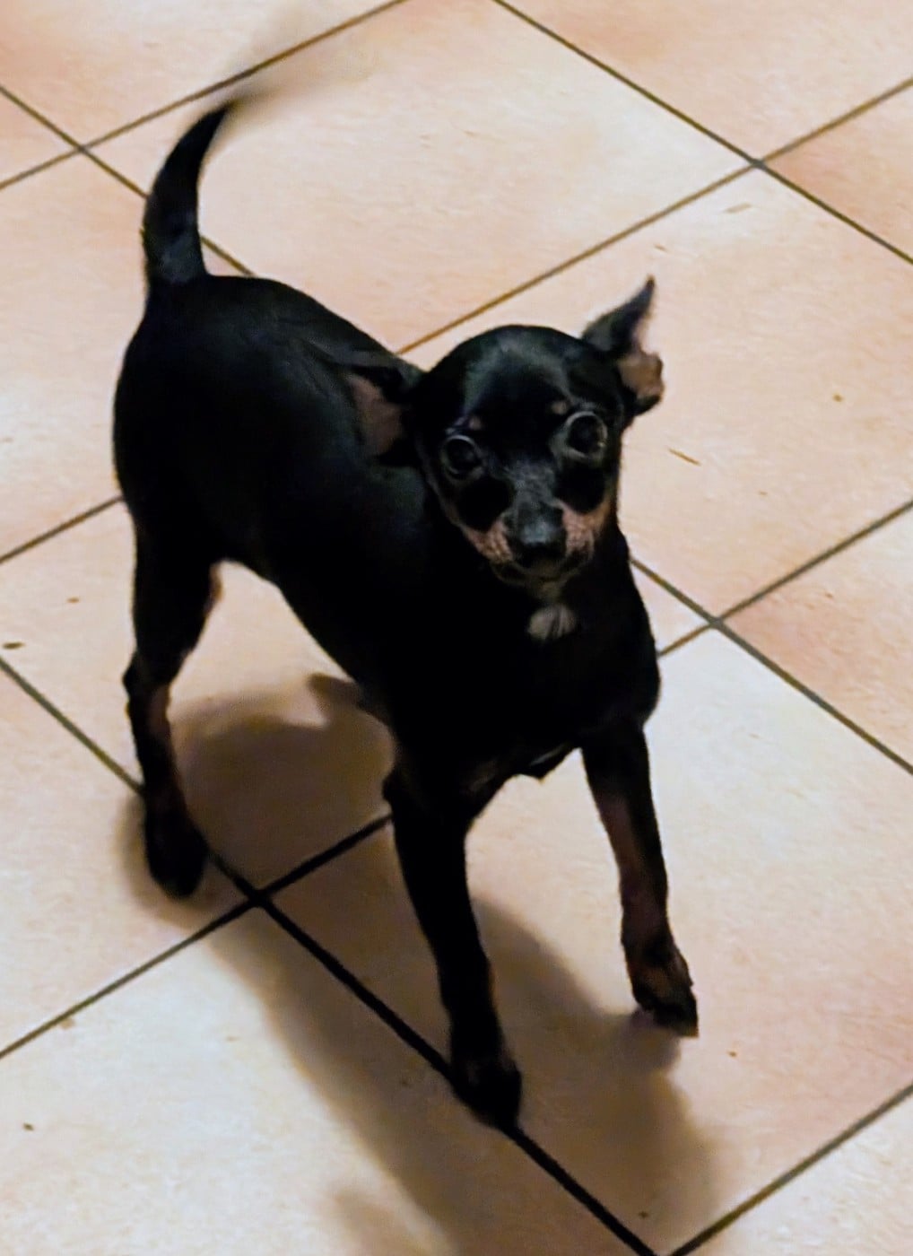 Acya-siberia au Royaume D'ultra