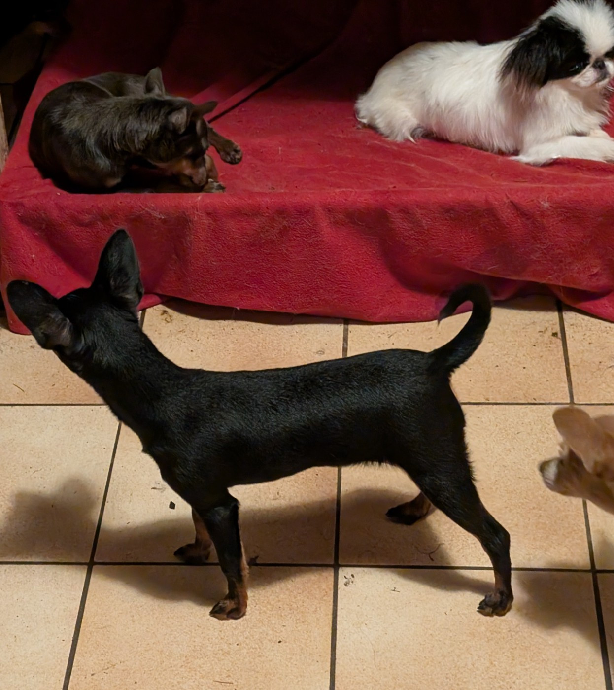 Acya-siberia au Royaume D'ultra