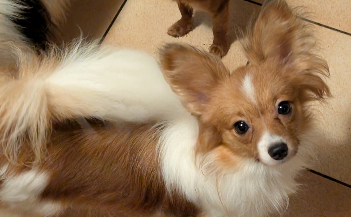 Altesse-royale-poupie De La Fée Violette