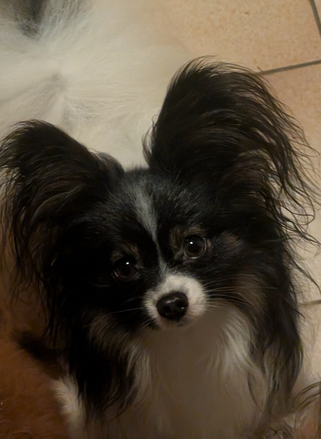 Uillyam Du Domaine De Hunaudaye