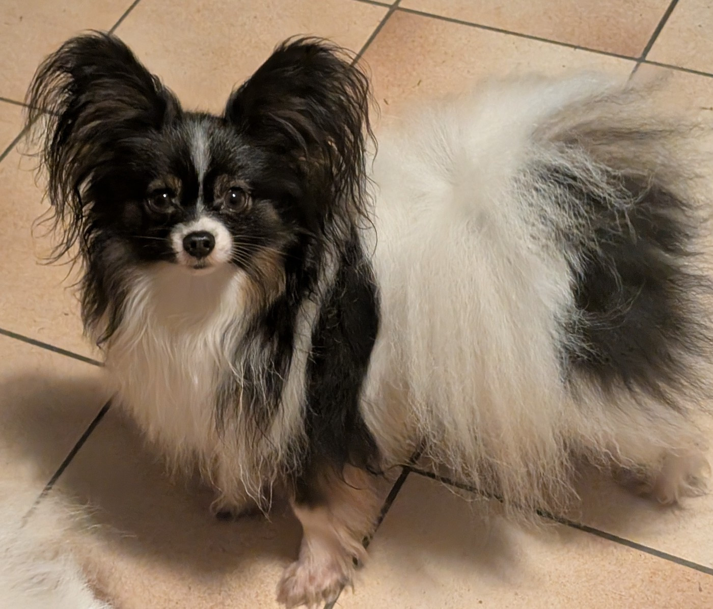 Uillyam Du Domaine De Hunaudaye