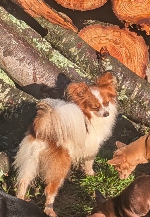 Upsilone-nerferty au Royaume D'ultra