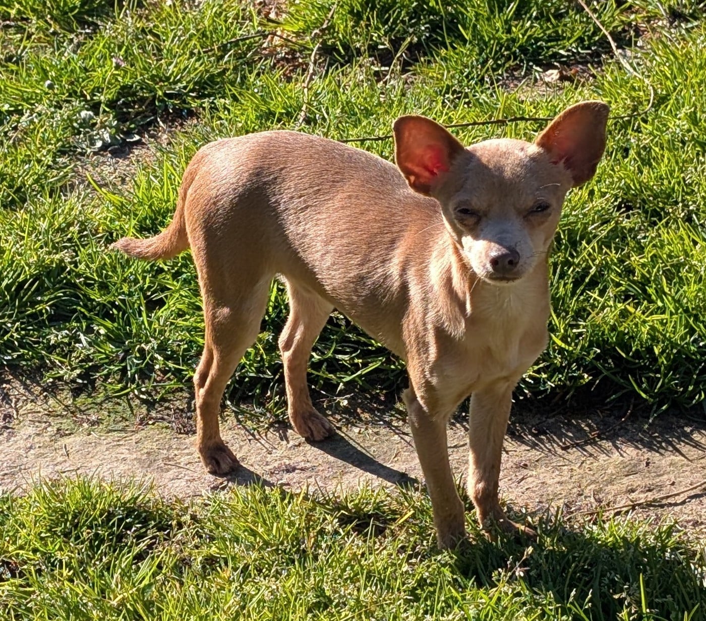 Apollon-Univers du Dieu de la Lumiere
