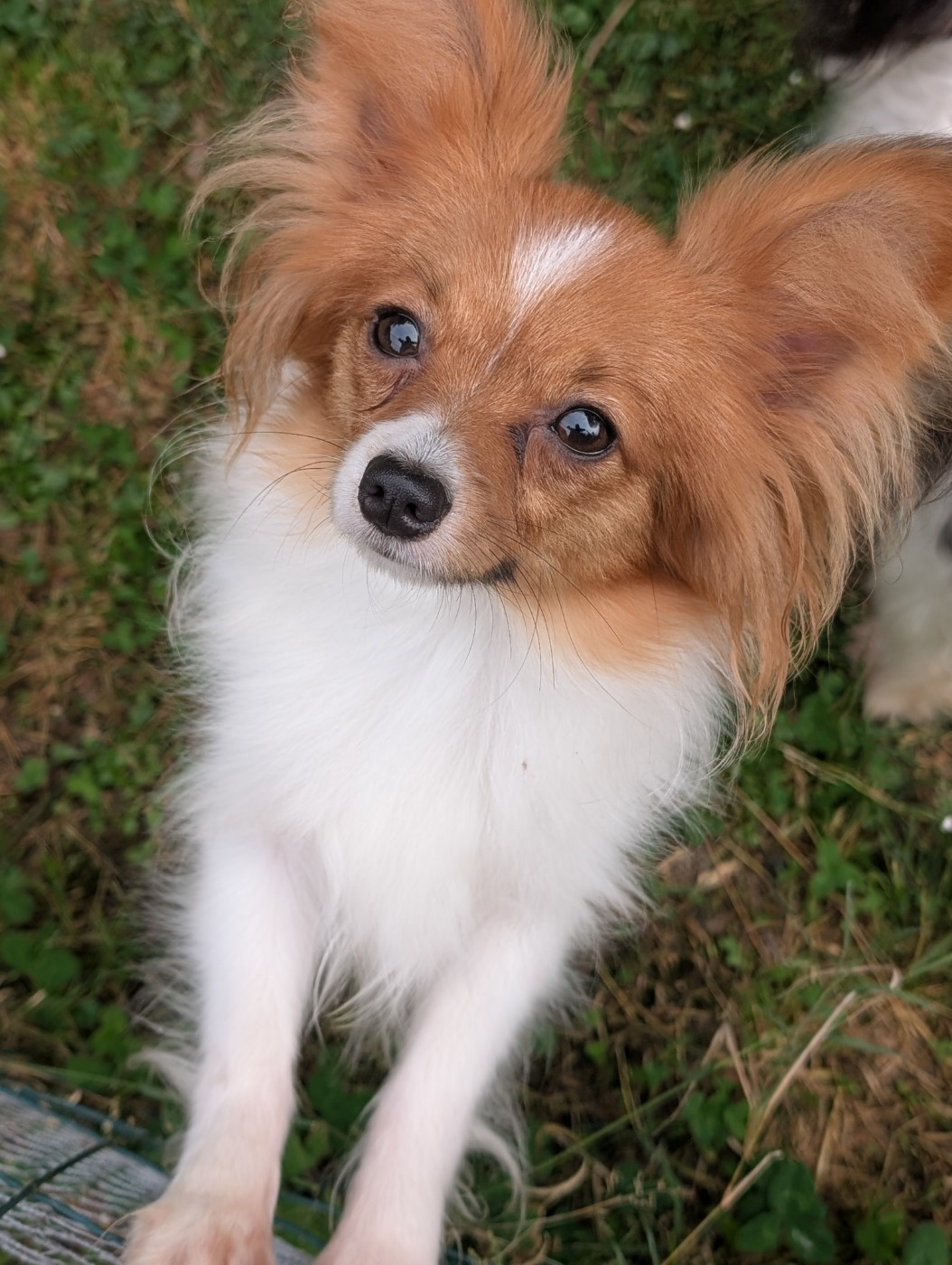 Altesse-royale-poupie De La Fée Violette