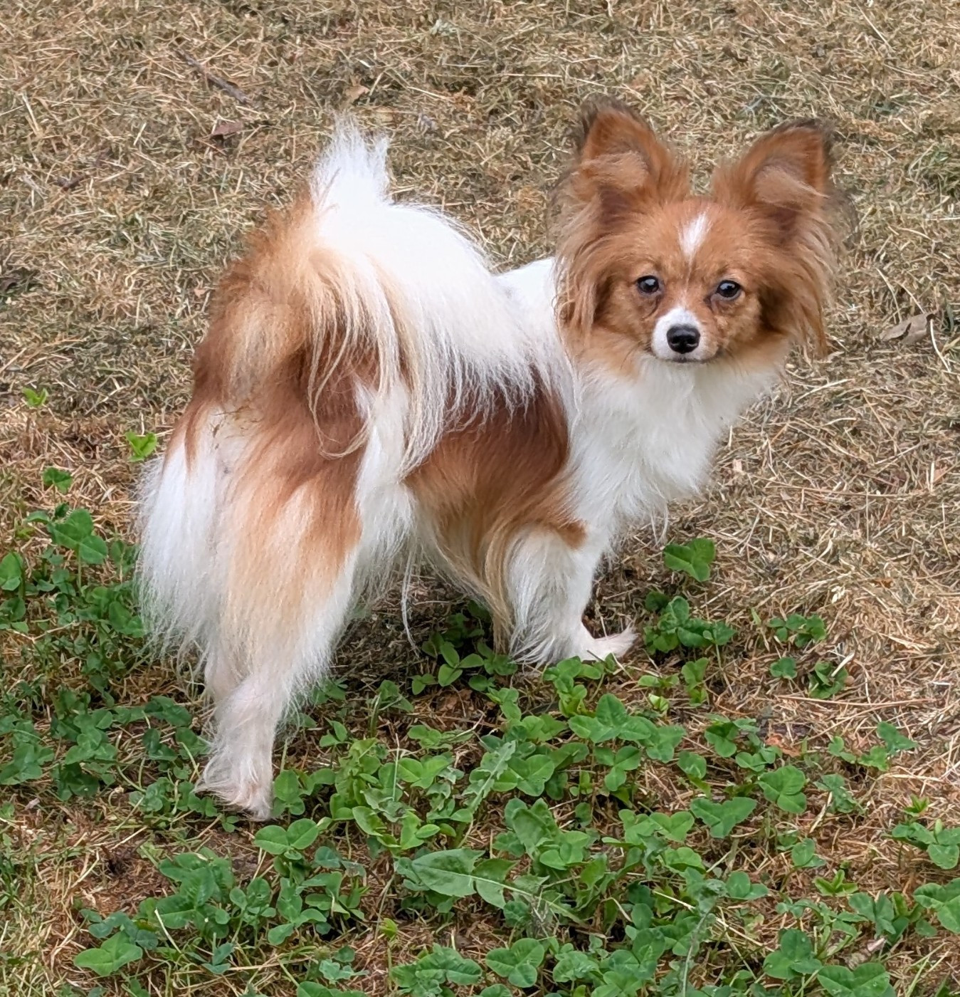 Altesse-royale-poupie De La Fée Violette