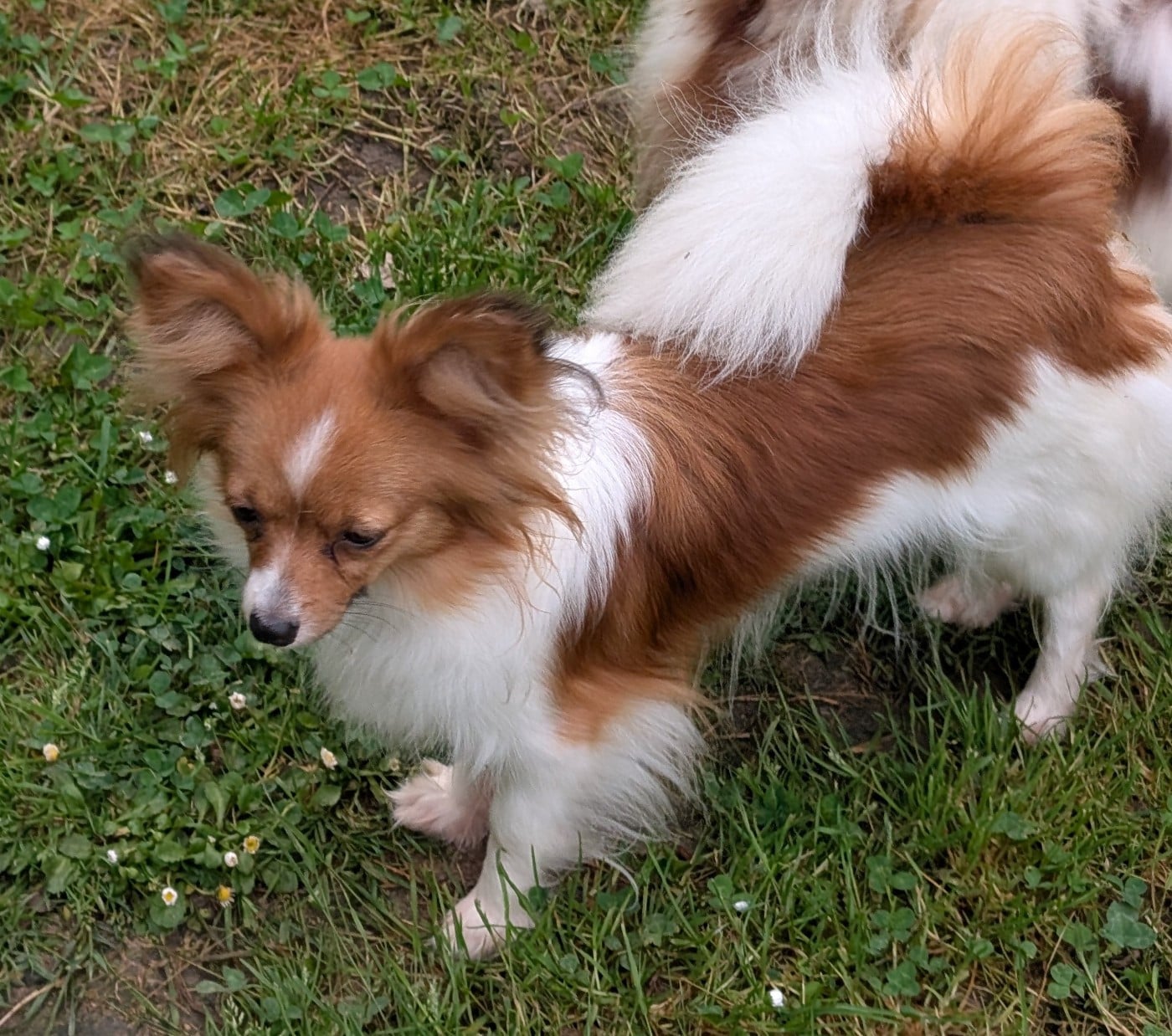 Altesse-royale-poupie De La Fée Violette