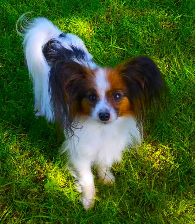 Roxy De La Vallée Du Papillon