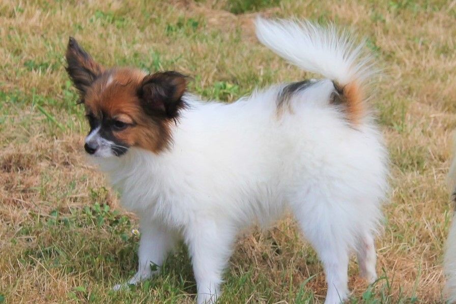 Publication : au Royaume D'ultra Auteur : françoise au royaume d'ultra