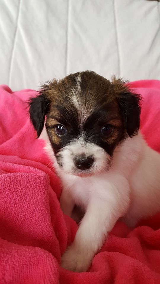 Publication : au Royaume D'ultra Auteur : françoise au royaume d'ultra