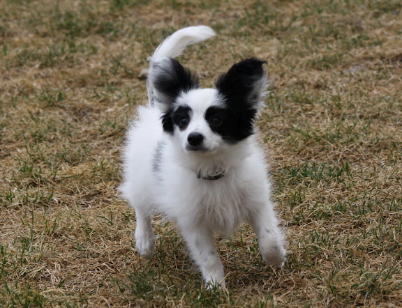 Gemy-scott au Royaume D'ultra