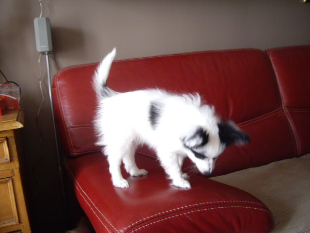 Gemy-scott au Royaume D'ultra