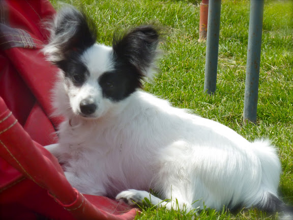 Gemy-scott au Royaume D'ultra