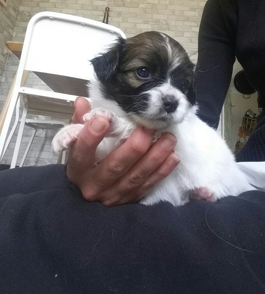 Publication : au Royaume D'ultra Auteur : françoise au royaume d'ultra