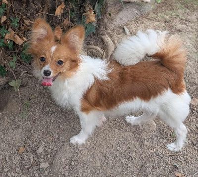 Altesse-royale-poupie De La Fée Violette