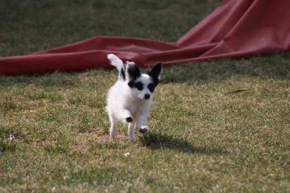 Gemy-scott au Royaume D'ultra