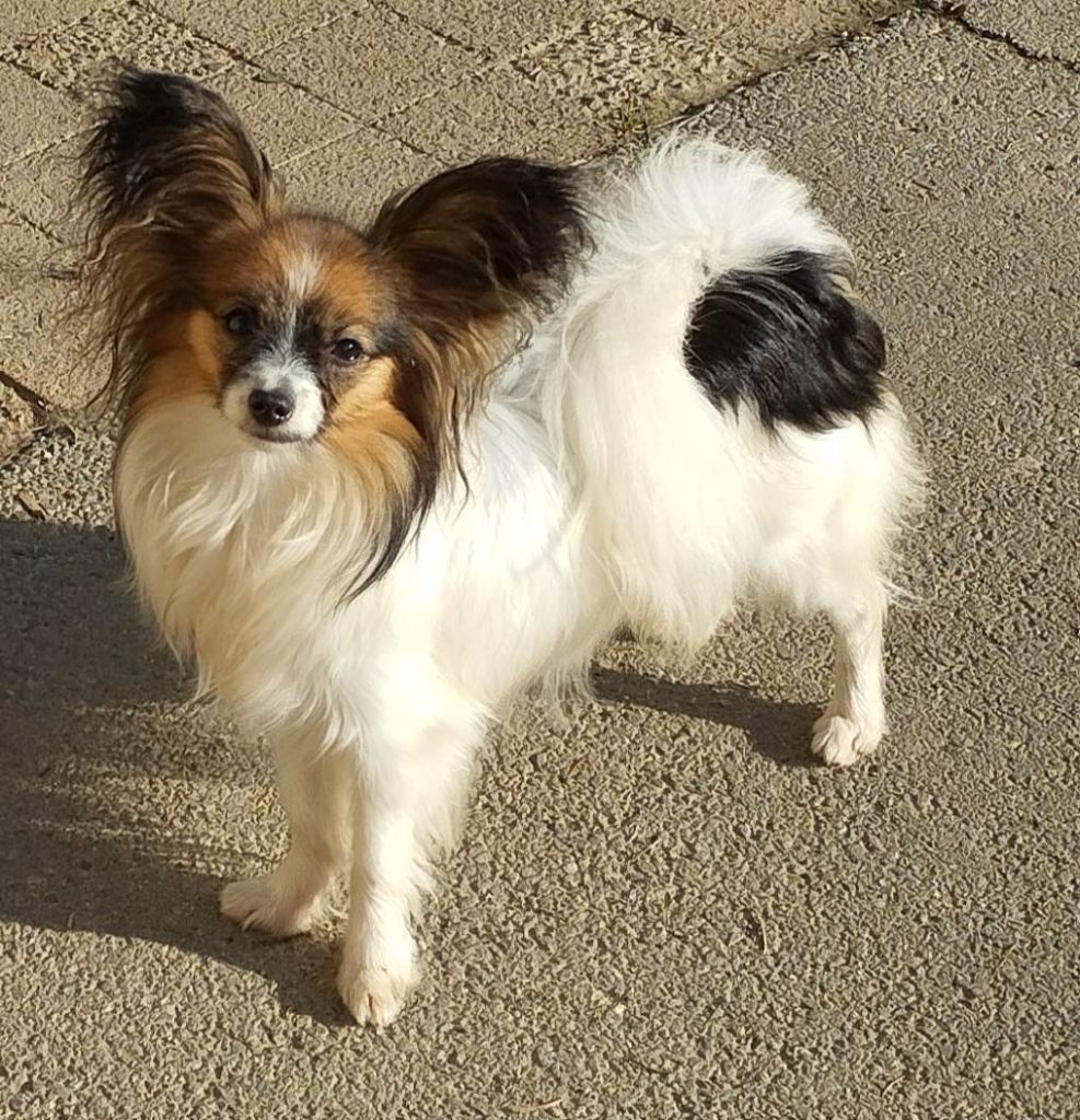 Publication : au Royaume D'ultra Auteur : françoise au royaume d'ultra