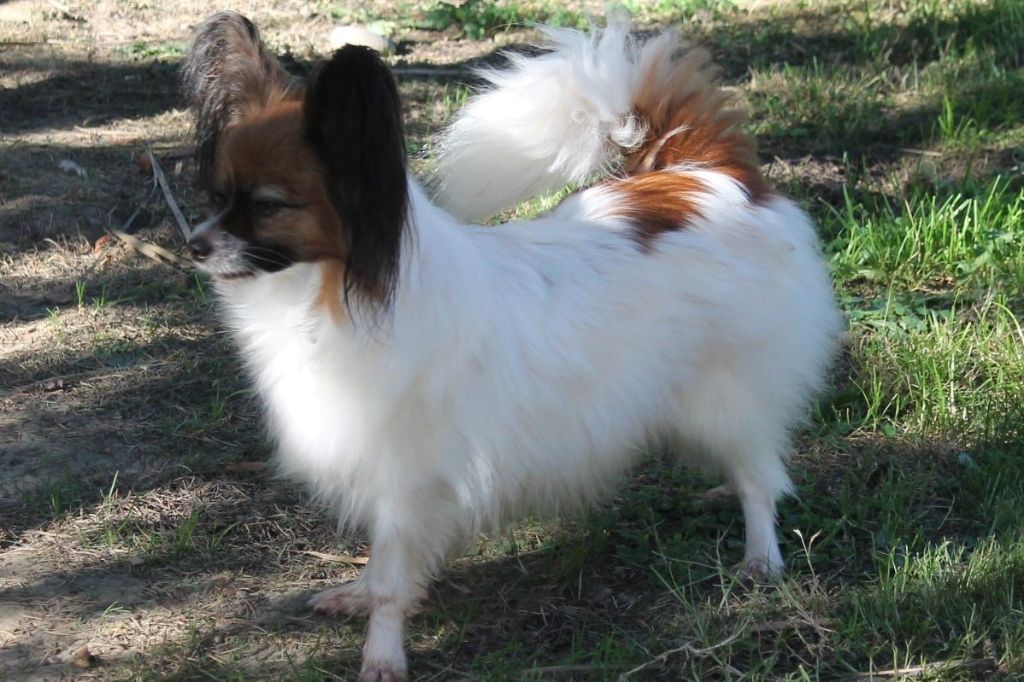 Publication : au Royaume D'ultra Auteur : françoise au royaume d'ultra