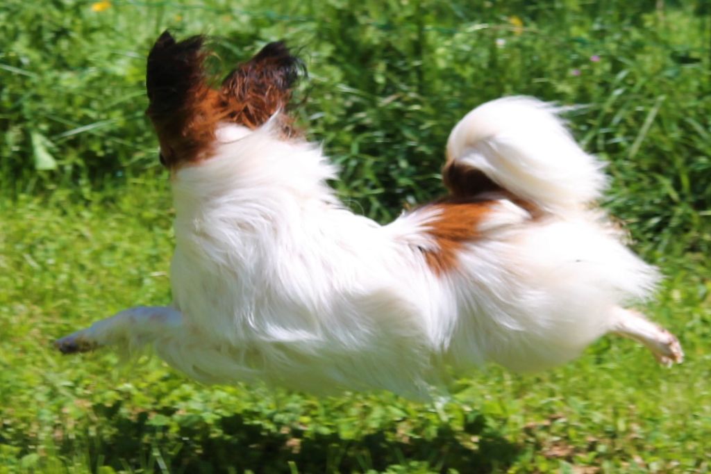 Publication : au Royaume D'ultra Auteur : françoise au royaume d'ultra