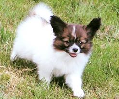 Publication : au Royaume D'ultra Auteur : françoise au royaume d'ultra