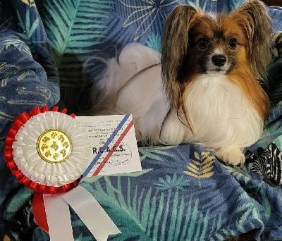 Publication : au Royaume D'ultra Auteur : françoise au royaume d'ultra