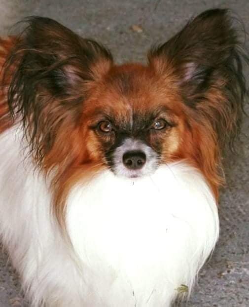 Publication : au Royaume D'ultra Auteur : françoise au royaume d'ultra