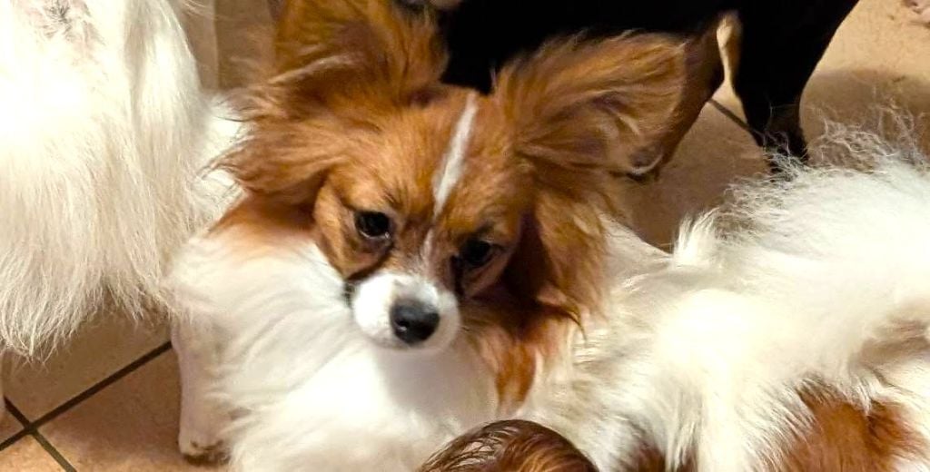 Valmy-tyffanie au Royaume D'ultra