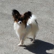 Publication : au Royaume D'ultra Auteur : françoise au royaume d'ultra