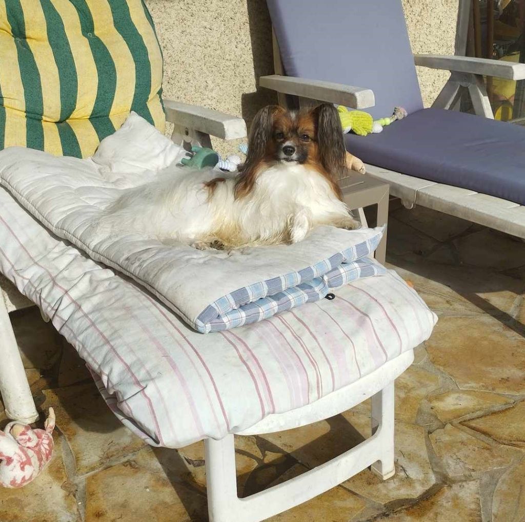 Publication : au Royaume D'ultra Auteur : françoise au royaume d'ultra