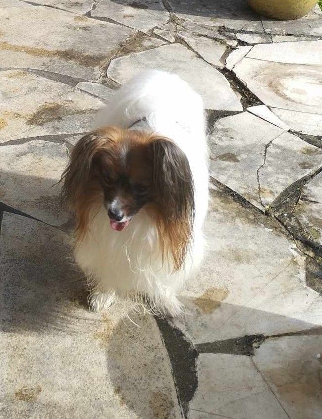 Publication : au Royaume D'ultra Auteur : françoise au royaume d'ultra