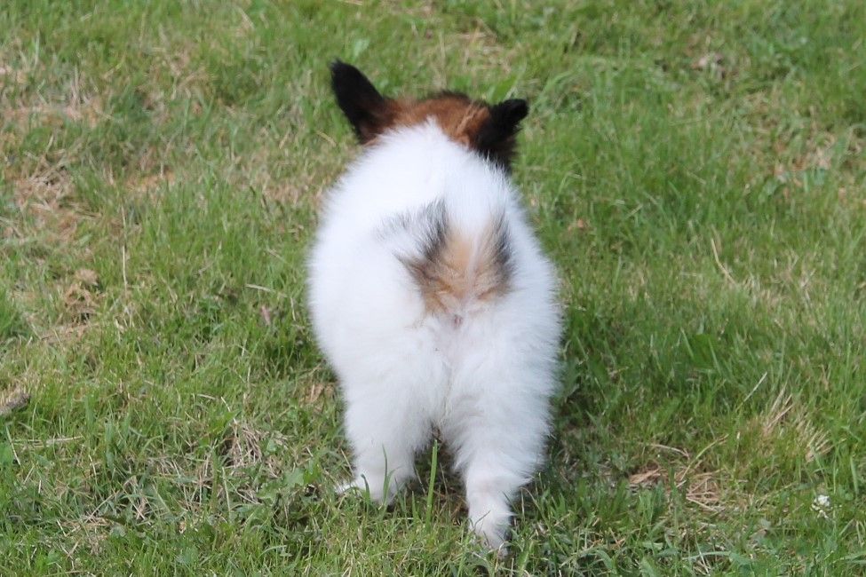 Publication : au Royaume D'ultra Auteur : françoise au royaume d'ultra