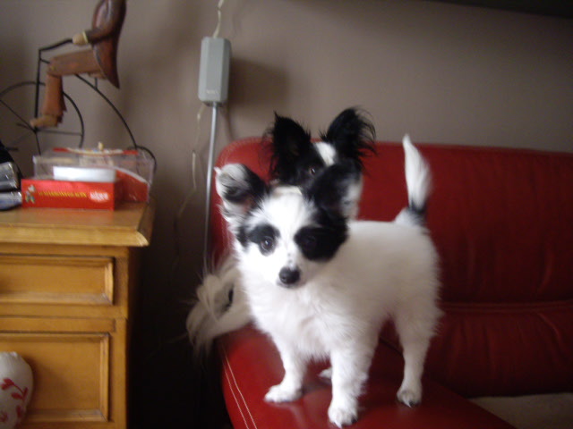 Gemy-scott au Royaume D'ultra