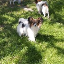 Publication : au Royaume D'ultra Auteur : françoise au royaume d'ultra