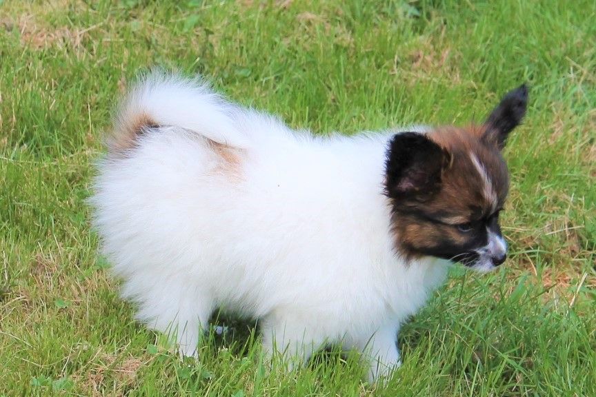 Publication : au Royaume D'ultra Auteur : françoise au royaume d'ultra