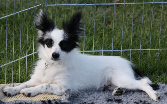 Gemy-scott au Royaume D'ultra