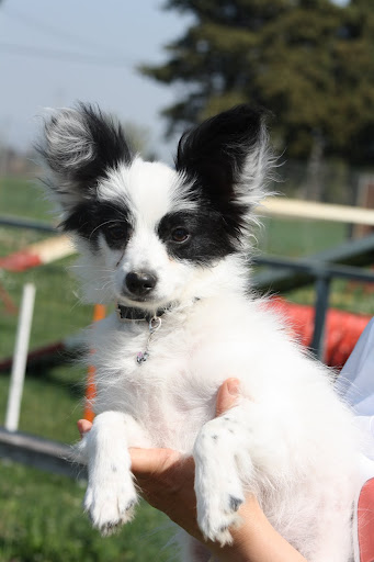 Gemy-scott au Royaume D'ultra