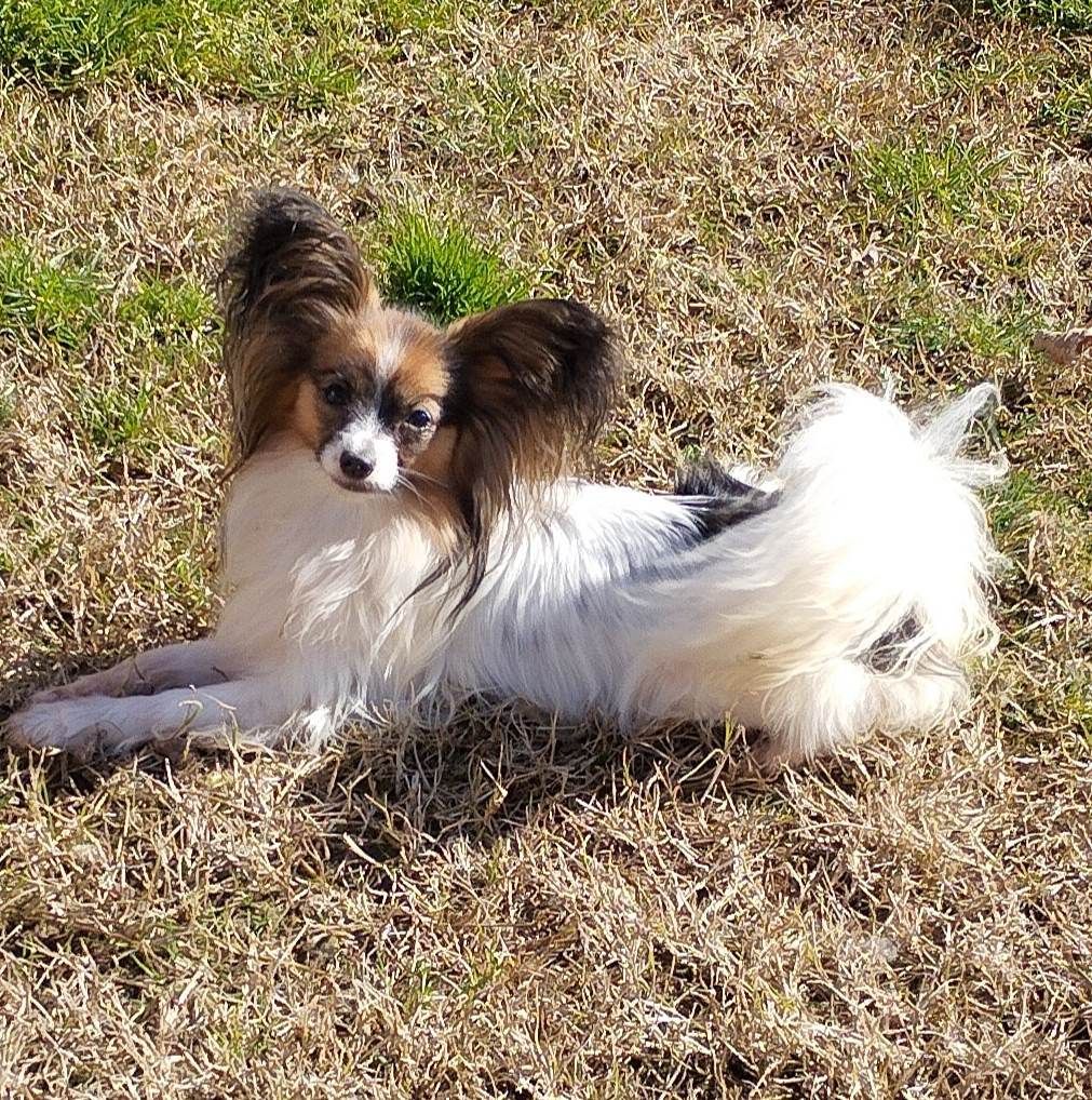 Publication : au Royaume D'ultra Auteur : françoise au royaume d'ultra