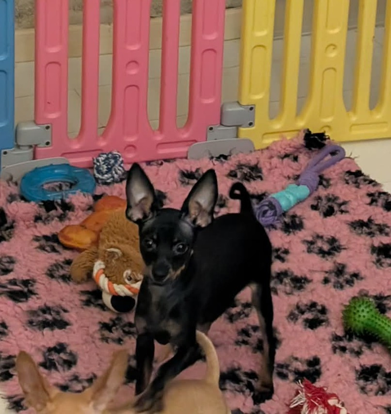 Russkiy Toy (Petit Chien Russe) - au Royaume D'ultra