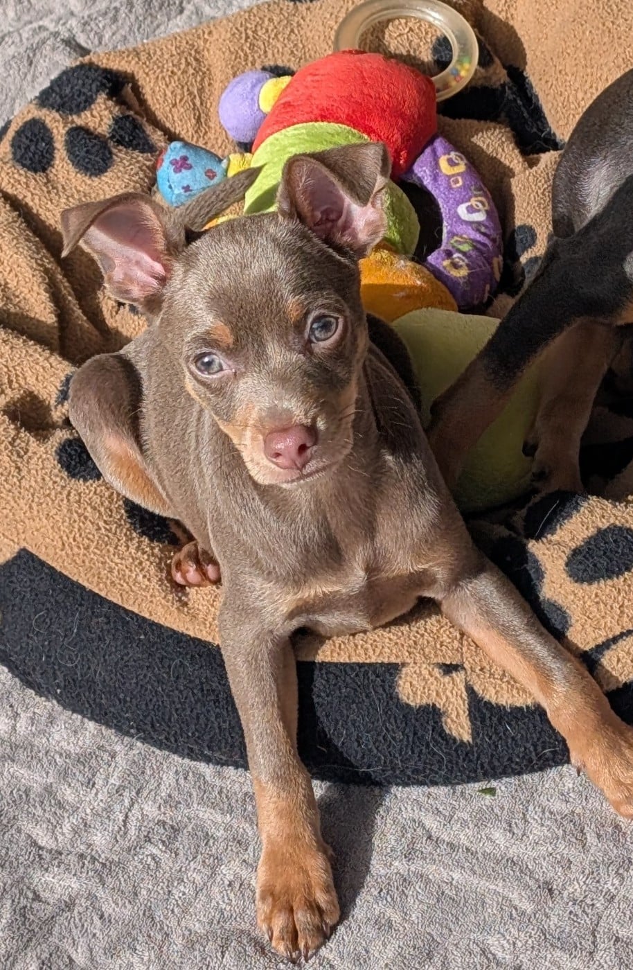 Russkiy Toy (Petit Chien Russe) - au Royaume D'ultra