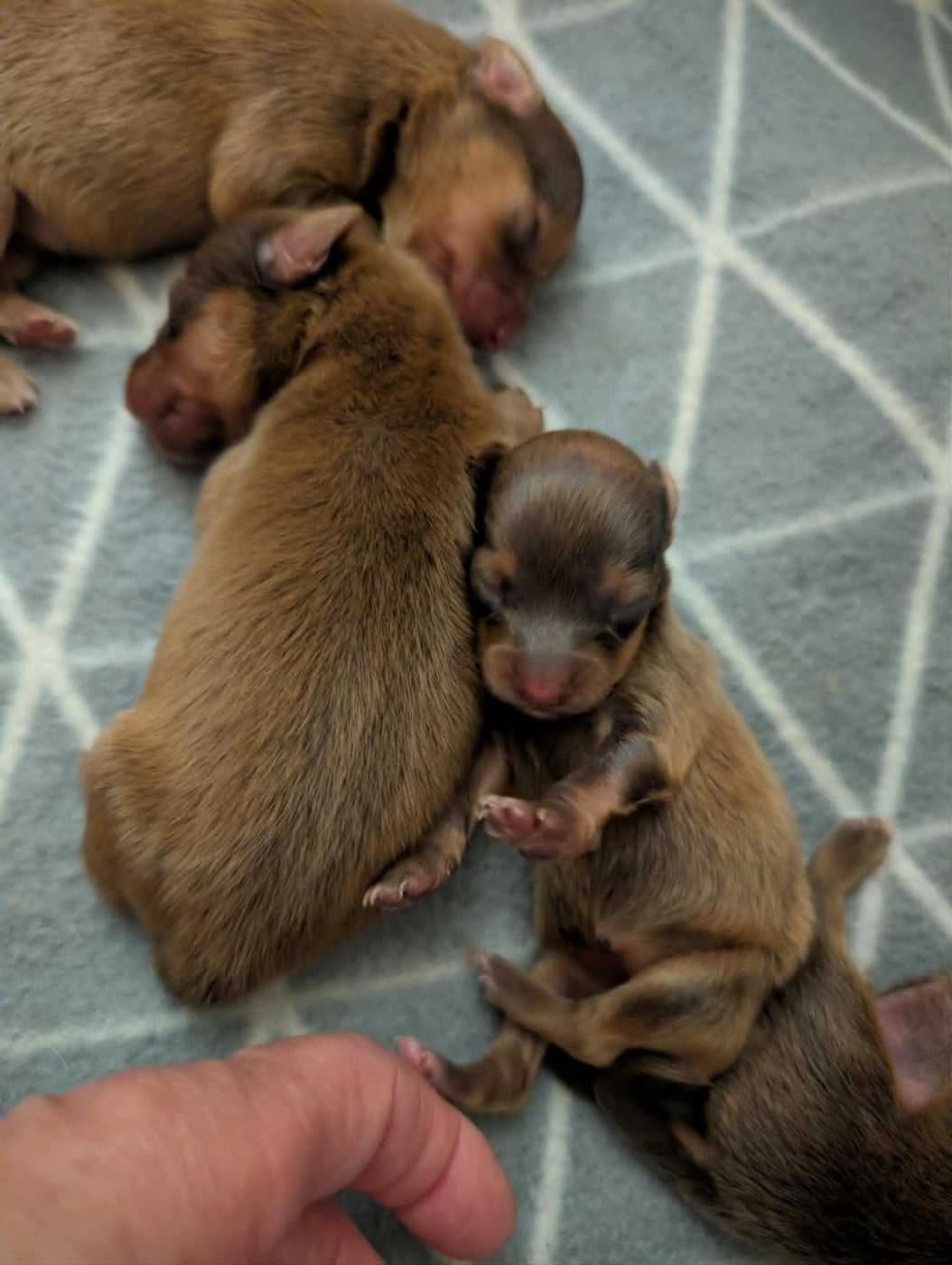 A... Toupie