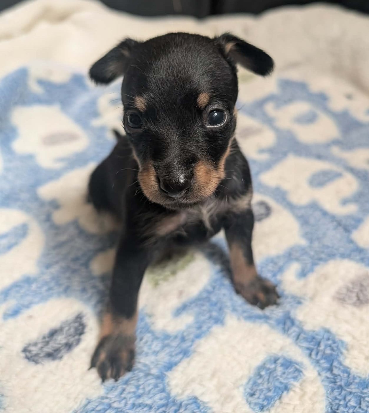 Chiot N°2
