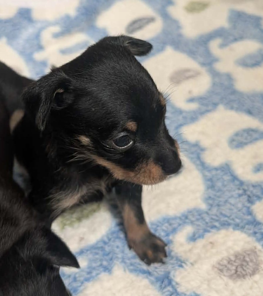 Chiot N°2