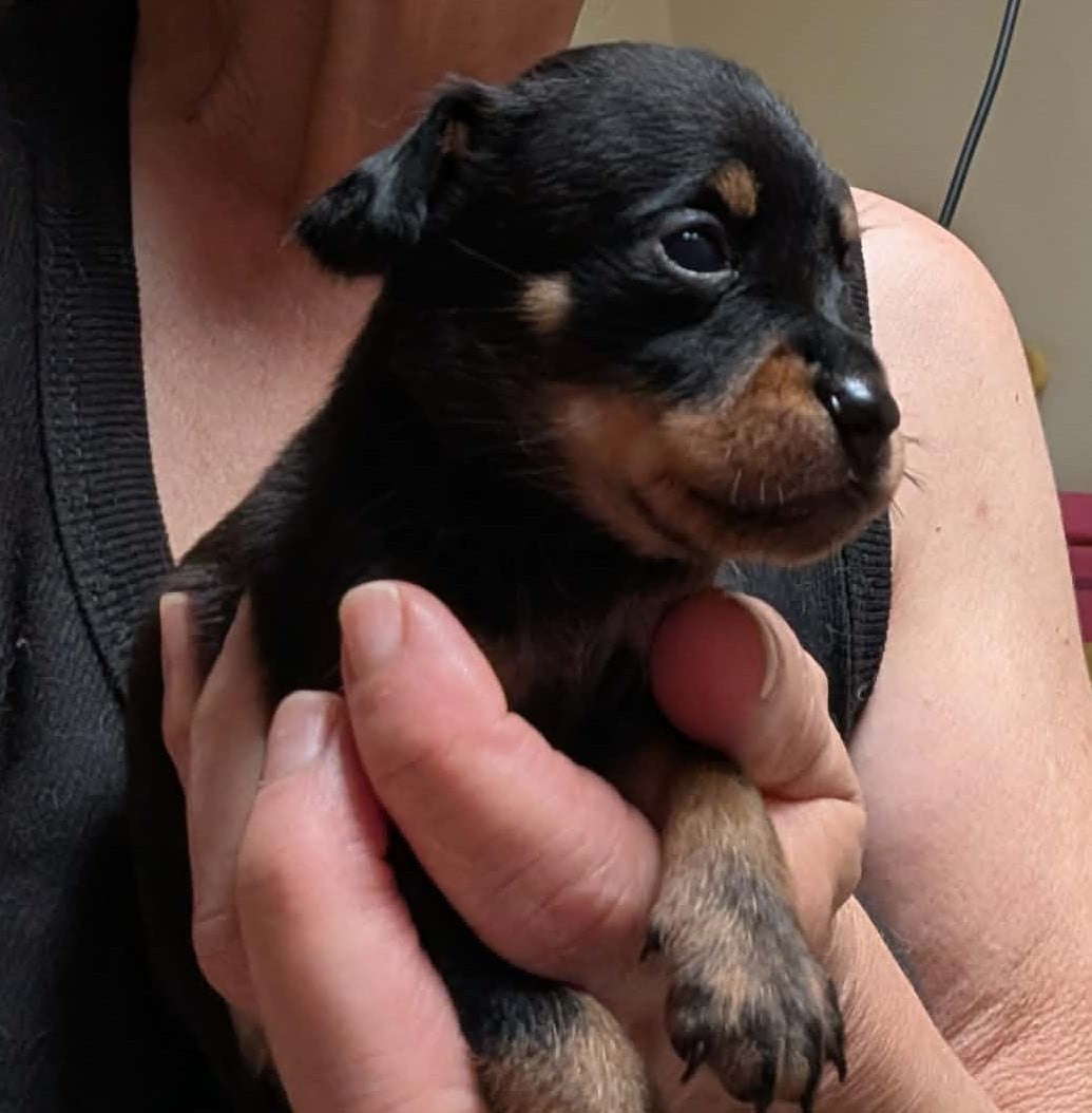 Chiot N°5