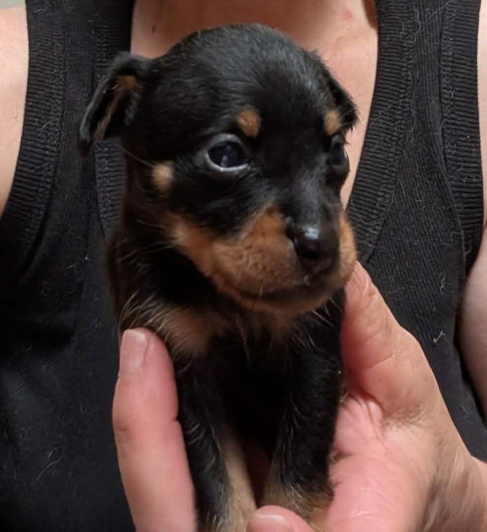Chiot N°5