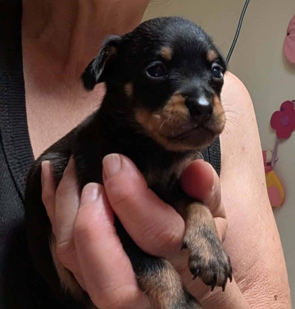 Chiot N°5