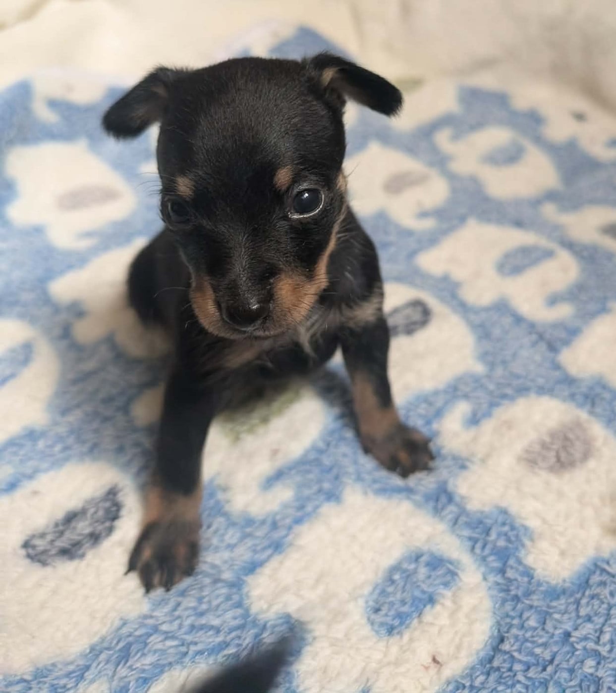 Chiot N°2